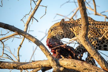 Leopard Feeding