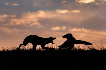 red fox silhouette