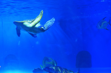 A large sea turtle floats among the fish