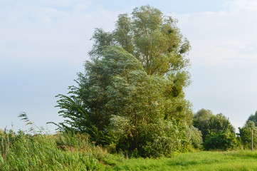 Obraz premium Tree before thunderstorm