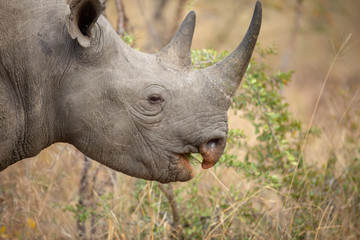 Black Rhino Feeding
