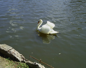 lonely swan