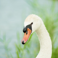 Swan in nature