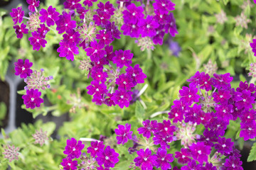 Purple flowers at a botanical garden