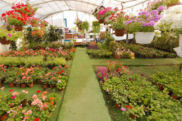 Different kind of flowers and plants in pots,plastic bags or chests.