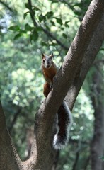 Mexican squirrel