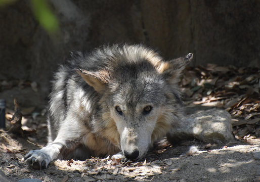 Tundra Wolf Resting in a Shady Area on a Spring Day