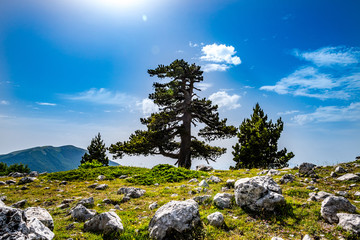 Loricato pines in the Pollino national park