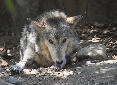 Beautiful Wolf With His Tongue Out Licking His Paw