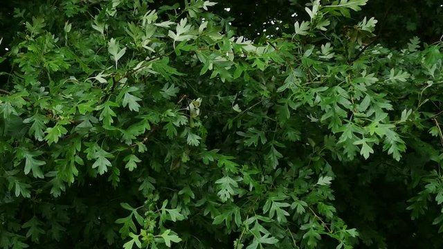 Hawthorne leaves Crataegus monogyna blowing in wind STATIC
