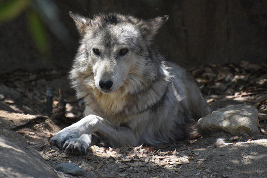 Mottled White, Brown and Gray Fur on a Tundra Wolf
