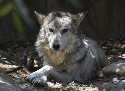 Timber Wolf With a Solemn Expression on His Face