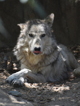 Fantastic Timber Wolf Licking the Tip of His Nose