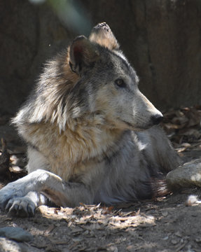 Tundra Wolf Resting in a Wooded Grove