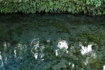 新鮮な水が自噴する白川水源