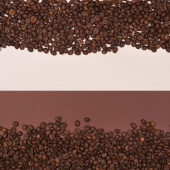 Coffee seeds on a colored background