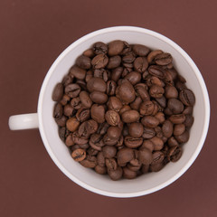 Coffee seeds on a colored background