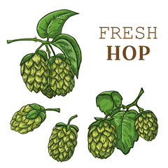Sketches of hop plant, hop on a branch with leaves