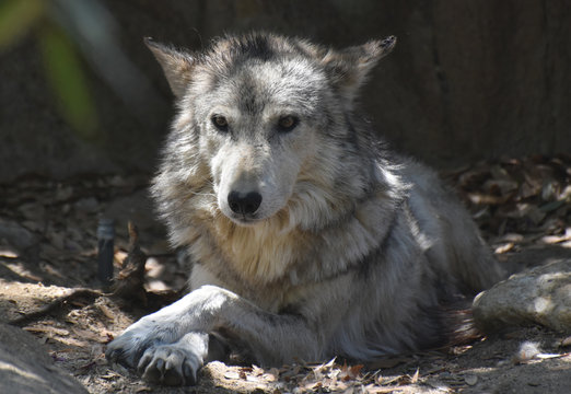 Mexican Wolf with His Paws Crossed as He Rests