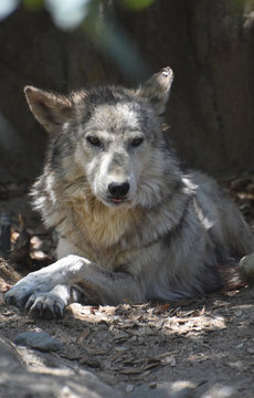 Really Great Look at a Tundra Wolf Resting on his Paws