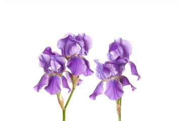  Purple Iris flowers decorative wallpaper, floral design