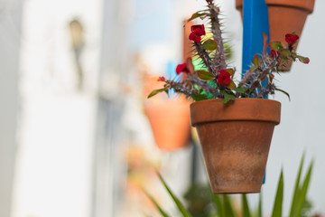 Pots of red flowers and green leaves hanging