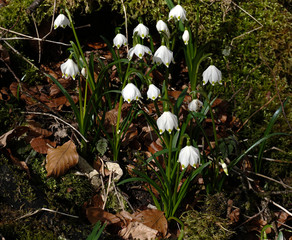 Maerzenbecher; Leucojum vernum; spring snowflake;
