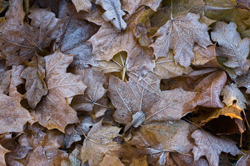 Frozen leaves of different trees lying on the ground. Yellow fallen leaves covered with ice, top view. Late autumn, freezing concept.Texture of maple leaves covered by snow and ice 