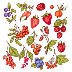 Different fresh berries, set of vector color drawings.