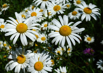 Margeriten; Magerwiesen-Margerite; Leucanthemum vulgare;