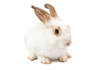 adorable baby rabbit on white background