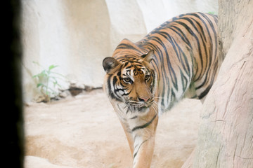 INDOCHINESE TIGER (Panthera tigris corbetti) in the zoo at Thailand