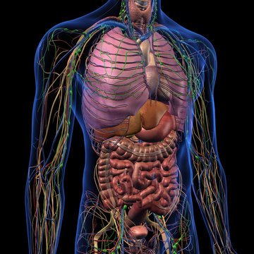 Male Internal Anatomy of Chest and Abdominal Area on Black Background