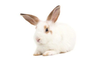 adorable baby rabbit on white background