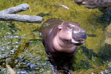 The hippopotamus lying in the water at the zoo .