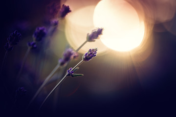 Lavendel im Abendlicht
