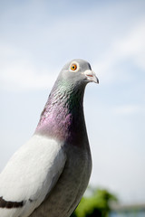 close up head of speed racing pigeon bird outdoor