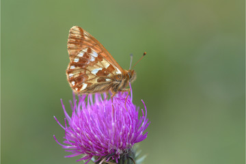 Kleiner Perlmuttfalter