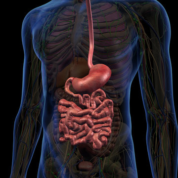 Male Internal Anatomy with Esophagus, Stomach and Small Intestine Highlighted