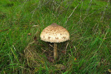 Riesenschirmling; Parasolpilz; Macrolepiota;
