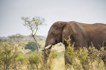 Fototapeta premium Elephant standing in the tall grass amongst trees and bushes