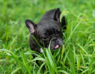 Fototapeta premium French bulldog playing outside