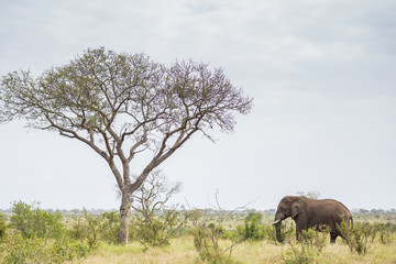 Naklejka premium Wide shot of an Elephant standing near a tall tree
