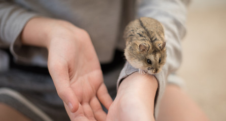 An adorable hamster scurrying down a girls arm.