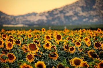 Obraz premium Sunflowers