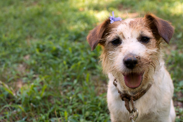 CUTE AND DIRTY JACK RUSSELL DOG FACE. STICKING OUT TONGUE AFTER PLAY IN A MUD PUDDLE