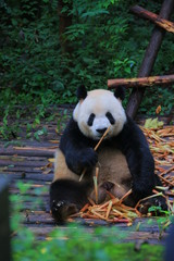 Obraz premium It's mine 