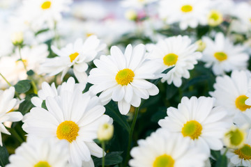 white daisy or chamomile flowers with yellow pollen in garden , beauty of fresh blooming botany at nature field in spring