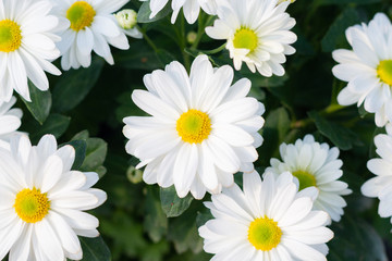 Fototapeta premium white daisy or chamomile flowers with yellow pollen in garden , beauty of fresh blooming botany at nature field in spring