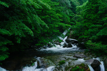 Yakushima Collection